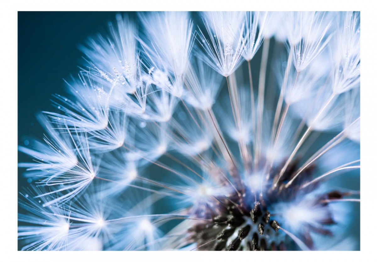 Fototapeta - Pampeliška