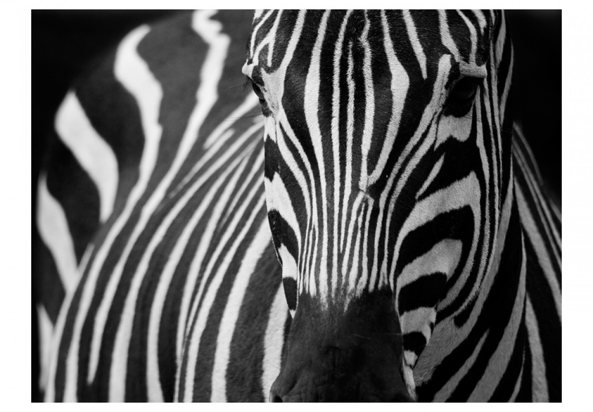 Fototapeta - Zebra