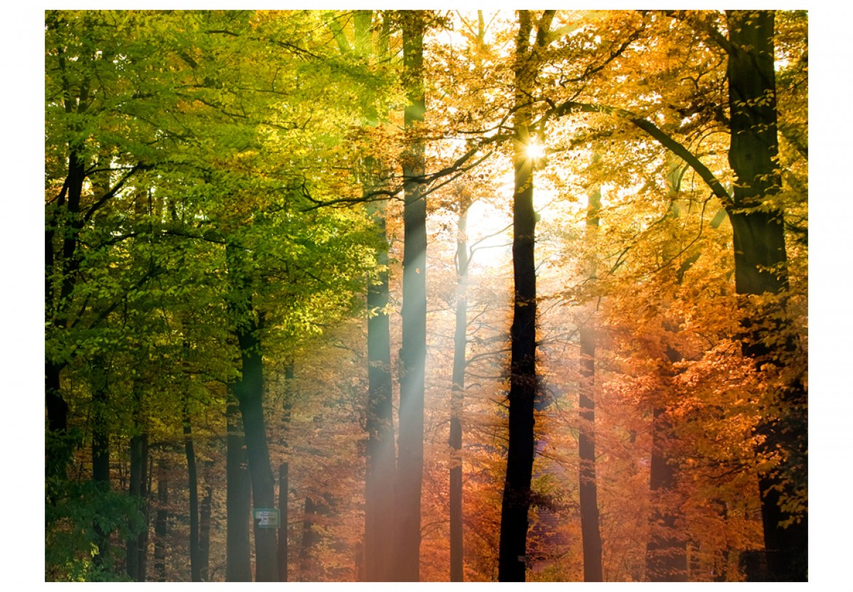 Fototapeta - Podzimní zabarvení
