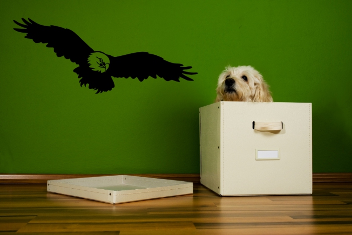 Samolepka na zeď Orel 2