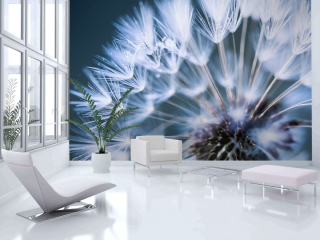 Fototapeta - Pampeliška