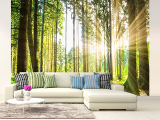 Fototapeta - Ráno v lese