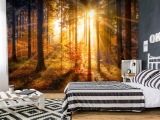 Fototapeta - Lesní probuzení