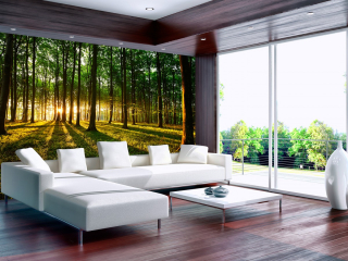 Fototapeta - Lesní úsvit ll.